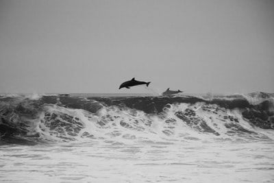 两只鲸鱼冲进水里